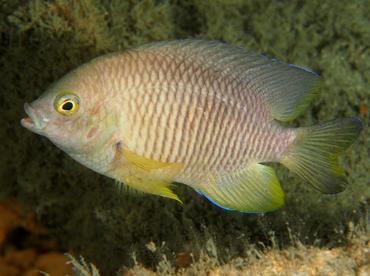 Caribbean Cocoa Damselfish - Stegastes xanthurus - Blue Heron Bridge, Florida