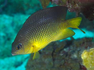 Caribbean Cocoa Damselfish - Stegastes xanthurus - British Virgin Islands