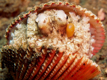 Coconut Octopus - Amphioctopus marginatus - Lembeh Strait, Indonesia