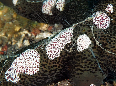 Coeloplana astericola - Coeloplana astericola - Bali, Indonesia