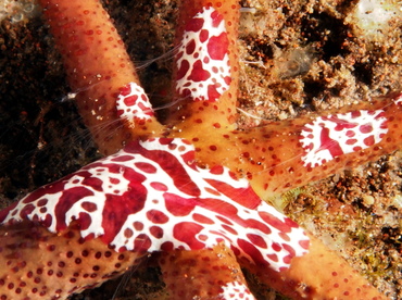 Coeloplana astericola - Coeloplana astericola - Bali, Indonesia