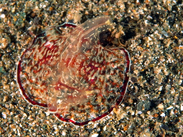 Coeloplana meteoris - Coeloplana meteoris - Anilao, Philippines