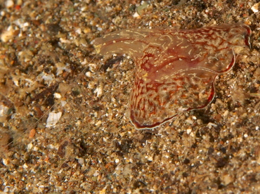 Coeloplana meteoris - Coeloplana meteoris - Anilao, Philippines