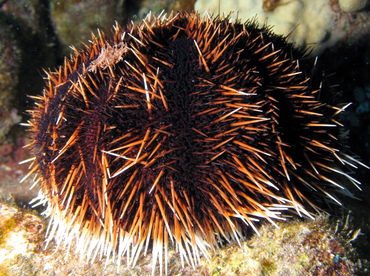 Collector Urchin - Tripneustes gratilla - Big Island, Hawaii