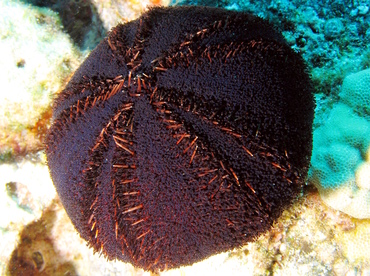 Collector Urchin - Tripneustes gratilla - Big Island, Hawaii