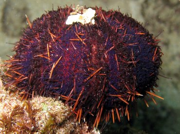 Collector Urchin - Tripneustes gratilla - Lanai, Hawaii