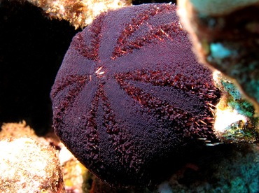 Collector Urchin - Tripneustes gratilla - Lanai, Hawaii