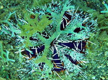 Collector Urchin - Tripneustes gratilla - Lembeh Strait, Indonesia
