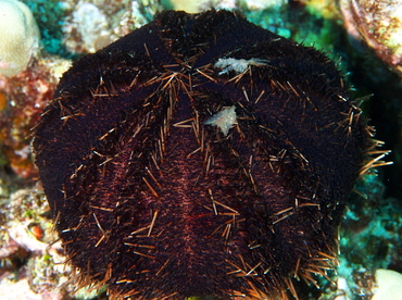 Collector Urchin - Tripneustes gratilla - Big Island, Hawaii