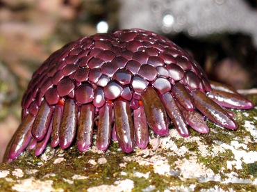 Shingle Sea Urchin - Colobocentrotus atratus - Maui, Hawaii