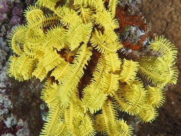 Schlegel's Feather Star - Comaster schlegelii - Komodo, Indonesia