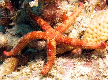 Comet Star - Ophidiaster guildingi - St Thomas, USVI