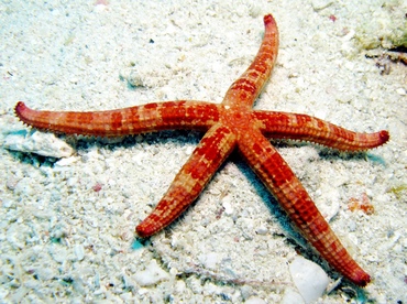 Comet Star - Ophidiaster guildingi - St Thomas, USVI