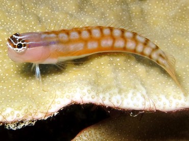 Comical Coralblenny - Ecsenius opsifrontalis - Yap, Micronesia