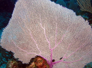Common Sea Fan - Gorgonia ventalina - Grand Cayman