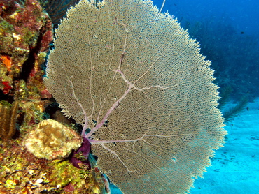 Common Sea Fan - Gorgonia ventalina - Belize