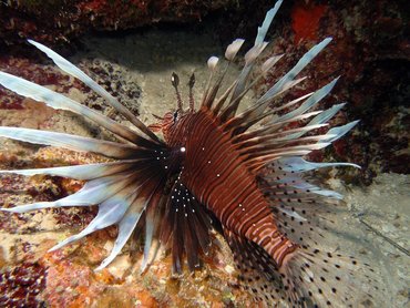 Red Lionfish - Pterois volitans - Nassau, Bahamas