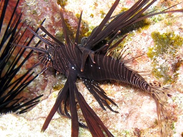 Red Lionfish - Pterois volitans - Cozumel, Mexico