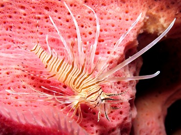 Red Lionfish - Pterois volitans - Cozumel, Mexico