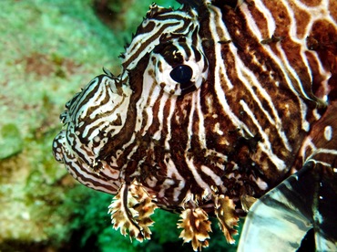 Red Lionfish - Pterois volitans - Nassau, Bahamas