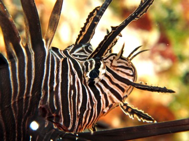 Red Lionfish - Pterois volitans - Cozumel, Mexico