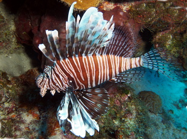 Red Lionfish - Pterois volitans - Turks and Caicos