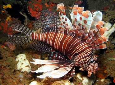 Red Lionfish - Pterois volitans - Lembeh Strait, Indonesia