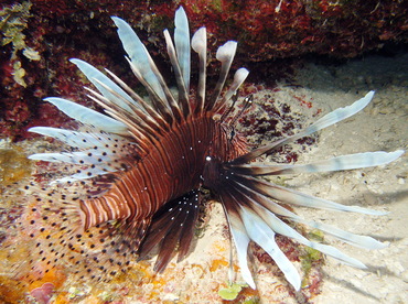 Red Lionfish - Pterois volitans - Nassau, Bahamas