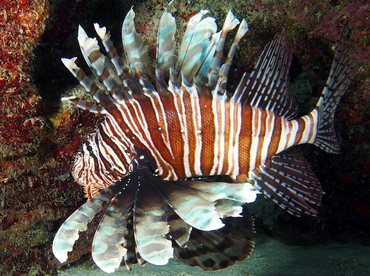 Red Lionfish - Pterois volitans - The Exumas, Bahamas