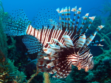 Red Lionfish - Pterois volitans - The Exumas, Bahamas