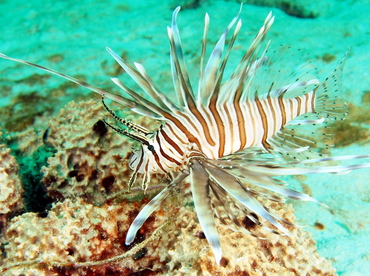 Red Lionfish - Pterois volitans - The Exumas, Bahamas