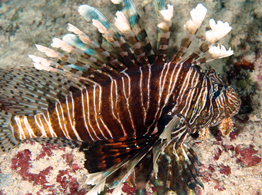 Red Lionfish - Pterois volitans - Wakatobi, Indonesia