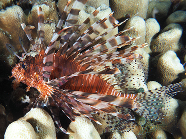 Red Lionfish - Pterois volitans - Great Barrier Reef, Australia