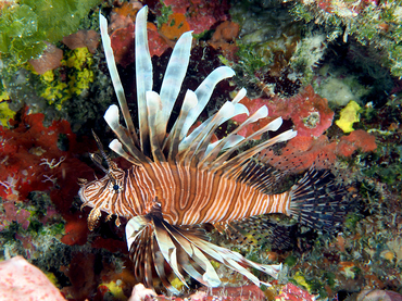 Red Lionfish - Pterois volitans - Cozumel, Mexico