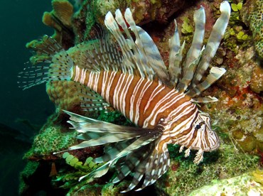 Red Lionfish - Pterois volitans - Nassau, Bahamas