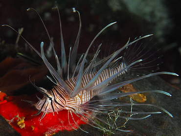 Red Lionfish - Pterois volitans - Turks and Caicos