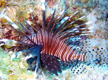 Red Lionfish - Pterois volitans - Nassau, Bahamas