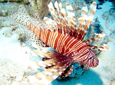 Red Lionfish - Pterois volitans - Nassau, Bahamas