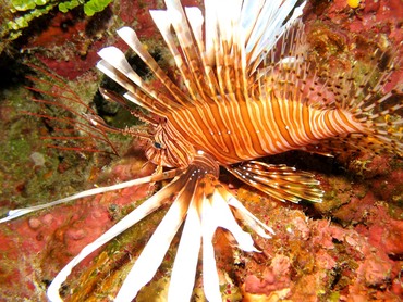 Red Lionfish - Pterois volitans - Nassau, Bahamas