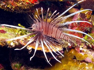 Red Lionfish - Pterois volitans - Grand Cayman