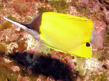 Longnose Butterflyfish - Forcipiger flavissimus - Big Island, Hawaii