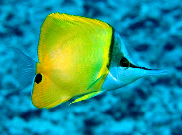 Longnose Butterflyfish - Forcipiger flavissimus - Big Island, Hawaii