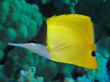 Longnose Butterflyfish - Forcipiger flavissimus - Big Island, Hawaii