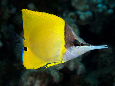 Longnose Butterflyfish - Forcipiger flavissimus - Lanai, Hawaii