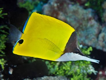 Longnose Butterflyfish - Forcipiger flavissimus - Rangiroa, French Polynesia
