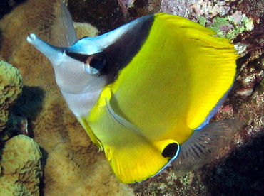 Longnose Butterflyfish - Forcipiger flavissimus - Lanai, Hawaii