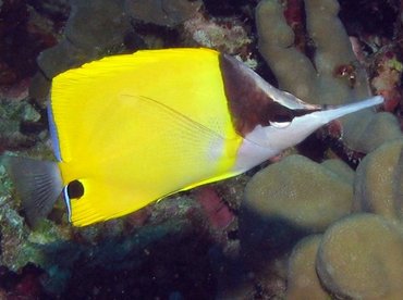 Longnose Butterflyfish - Forcipiger flavissimus - Big Island, Hawaii