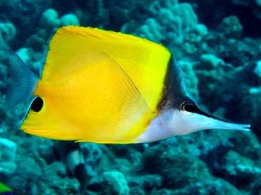 Longnose Butterflyfish - Forcipiger flavissimus - Lanai, Hawaii