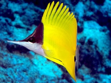 Longnose Butterflyfish - Forcipiger flavissimus - Yap, Micronesia