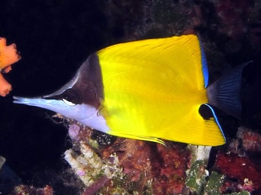 Longnose Butterflyfish - Forcipiger flavissimus - Palau